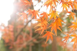 Japan Autume beautiful red maple tree leaf for Kyoto November travel banner background.
