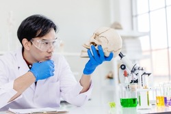 Scientist Physical anthropology in biological science lab studying human bone looking wonder at the skull to study age of ancient head