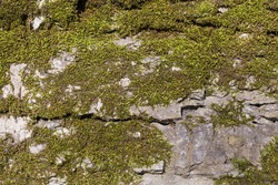 Background of old stone wall texture with moss