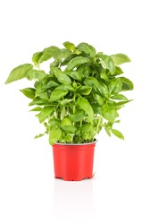 Basil growing in plastic pot isolated on white background