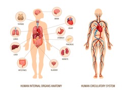 Human body anatomy infographic of structure of human organs: thyroid, brain, heart, stomach, kidneys, liver, lungs. Visual scheme circulatory system. Biology icons images names organs vector