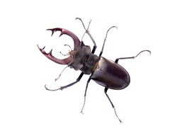 stag-beetle