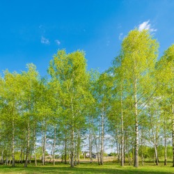 Birch tree grove at spring day time.