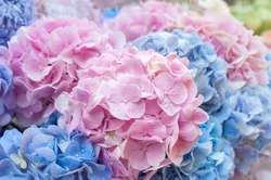 Blue and pink flowers of hydrangea close-up. Natural hydrangea flowers background, shallow DOF.