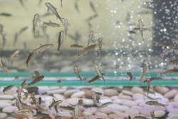 Garra rufa fishes at a spa