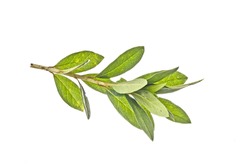 Azalia  leaf 