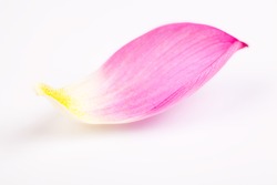 lotus flower petal on white background studio shot 