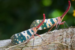 Couple Lanternfly colorful insect ,Asian Thailand