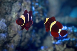 Spine-cheeked anemonefish Premnas biaculeatus, also known as the maroon clownfish. Marine fish