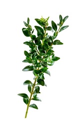 Buis-Buxus sempervirens - Its benefits of purifying the soul and body