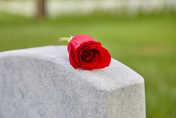 A blank headstone in a cemetery with rose on the top of the headstone and shallow depth of field