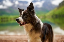 Dog in the national park of Italy. Europe. Beautiful views: lake, forest, mountains, sky. The Border Collie is a travel companion. Smart dog, spirit of freedom. 