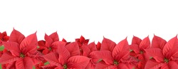 Red poinsettia isolated on a white background, border