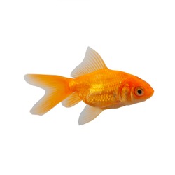 Goldfish isolated on a white background.