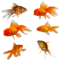 Six goldfish isolated on a white background.