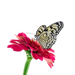 tropical butterfly and red flower