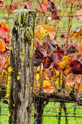 Old Wooden Fence Post with Moss and Lichen and  Colorful Autumn Wine Vineyard Leaves in Reds and Yellows.