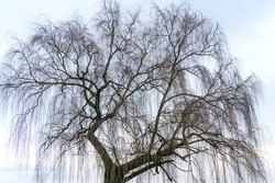 Weeping Willow Tree in winter with no leaves, bare branches and white winter sky.