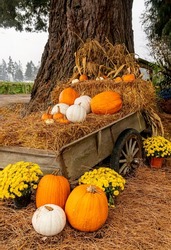 Old Wooden cart filled with Halloween and Thanksgiving orange and white pumpkins and gourds
