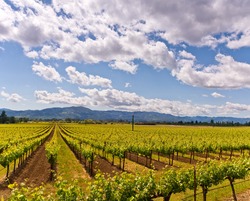 Napa Valley Vineyards, Spring, Mountains, Sky, Clouds