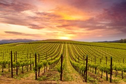 Beautiful Sunset Sky in Napa Valley Wine Country on Spring Vineyards , Mountains.