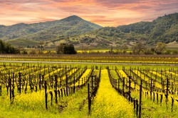 Beautiful Sunset Sky in Napa Valley Wine Country on Autumn Vineyards , Mountains.