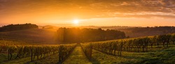Vineyard Sunrise, Bordeaux Vineyard, France