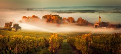 Sunset landscape and smog in bordeaux wineyard france, europe