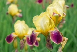 Flower yellow iris