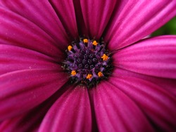 Purple daisy, close up at the spring time