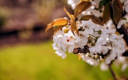 Ladybug on Beautiful white apricot blossom at park. Flowering apricot tree. Fresh spring background on nature outdoors.
