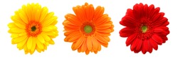 yellow, orange and red gerbera on white background