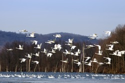 A flock of Tundra Swans fly over a lake with swans swimming in the water. 