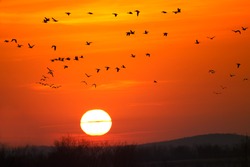 Snow Geese fly into sunrise at Middle Creek Wildlife Management Area,Lancaster County,Pennsylvania.