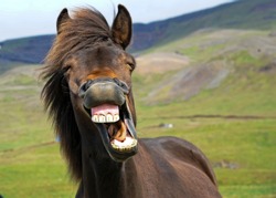 Icelandic horse gives a big smile!