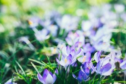 Purple crocus flowers in green grass, awakening in spring green grass in a sunny day. Blooming springtime. Soft selective focus. Copy space.