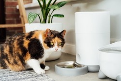 Adorable colorful cat waiting for food from automatic smart feeder in cozy home interior. Home life with a pet. Healthy pet food diet concept. Selective focus, copy space
