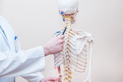 Closeup on medical doctor man pointing on cervical spine of human skeleton anatomical model. Selective focus