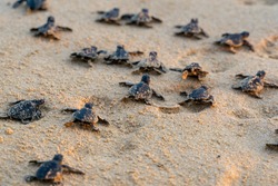 Endangered young baby turtles in warm evening sunlight being released at a beach in Sri Lanka, fighting their way towards the ocean. The recently hatched turtles are prone to be attacked by predators.