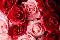 close up red and pink roses to celebrate anniversary, happy valentine 's day or mother day wallpaper, flyers, invitation, posters, brochure, banners background