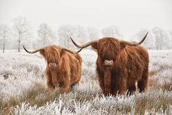 Hairy Scottish highlanders in a natural winter landscape of a national park in Drenthe region of The Netherlands
