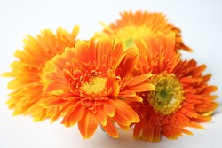 Orange gerbera flower closeup background