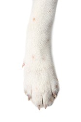 dog paw isolate on white background.
