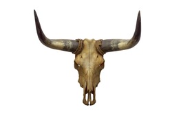 Head skull of bull isolated on white background