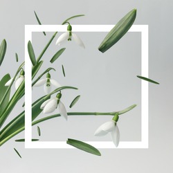 Creative layout made with snowdrop flowers on bright background with frame. Spring minimal concept.
