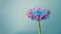 Pink daisy flower with pastel blue ink. Creative abstract spring nature. Summer bloom concept.