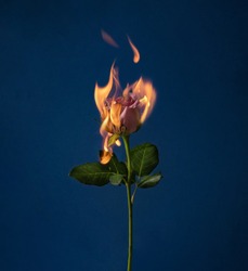 Flaming rose flower on blue background. Love concept with flower and fire. Creative nature Valentine's or Women's Day idea.