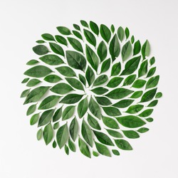 Green leaves arranged in spiral shape on white background. Flat lay.