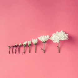 Creative arrangement of flowers on pink background. Blooming concept. Flat lay