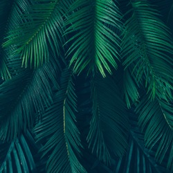 Creative nature layout made of tropical leaves and flowers. Flat lay. Summer concept.